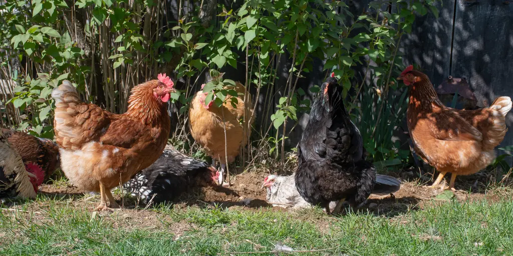 قیمت روز نیمچه مرغ محلی تخمگذار - سپید طیور